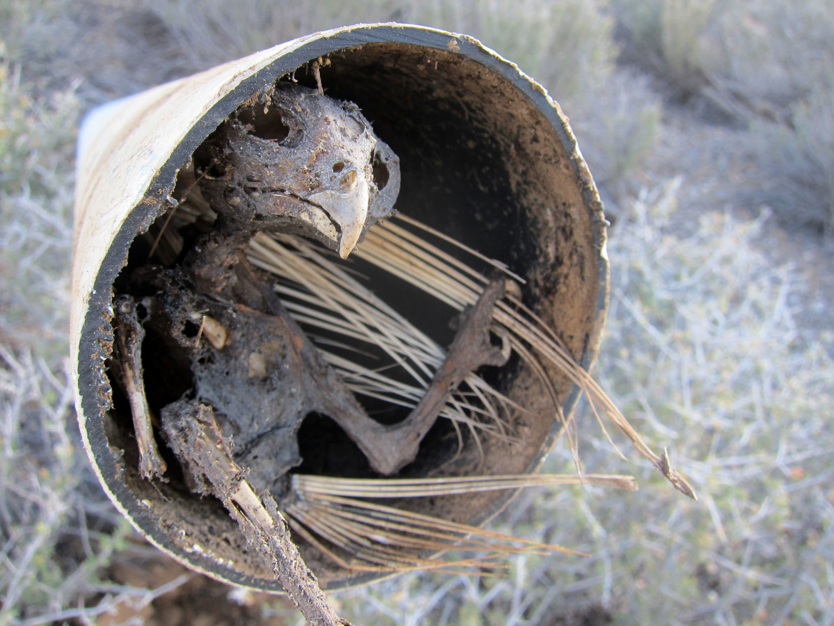 Open pipes, birds